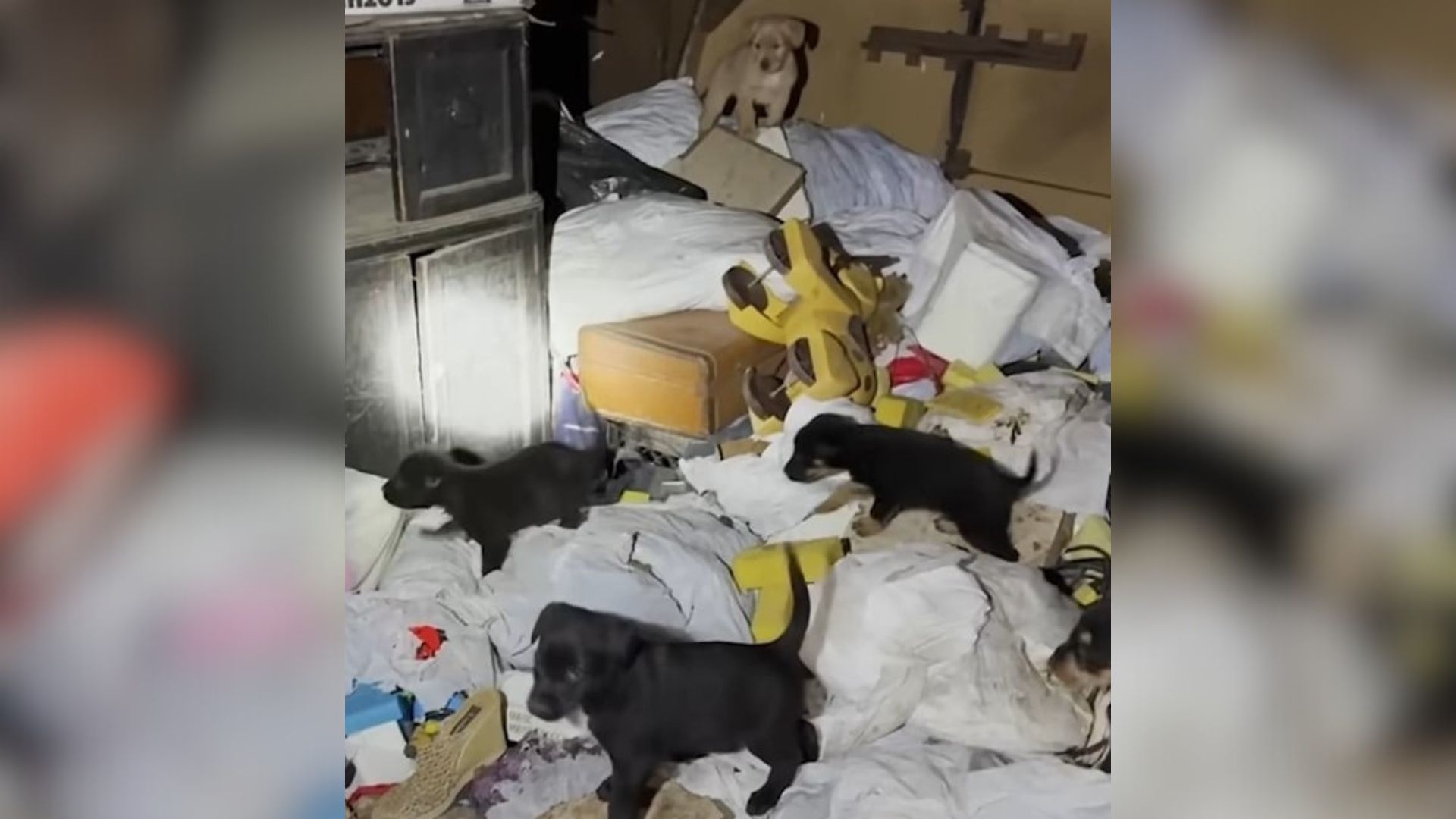 many abandoned puppies