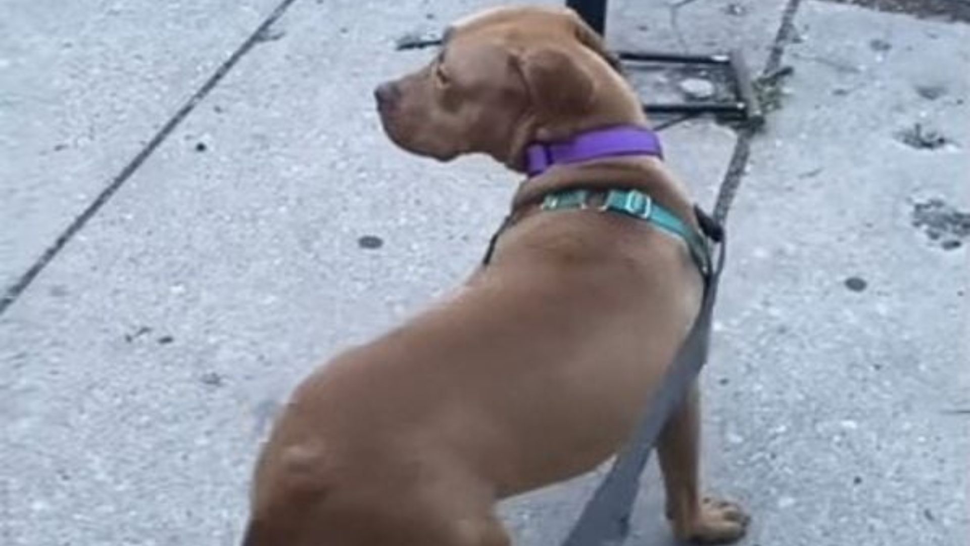 dog on street