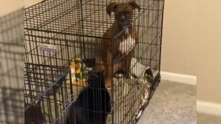 dog in cage