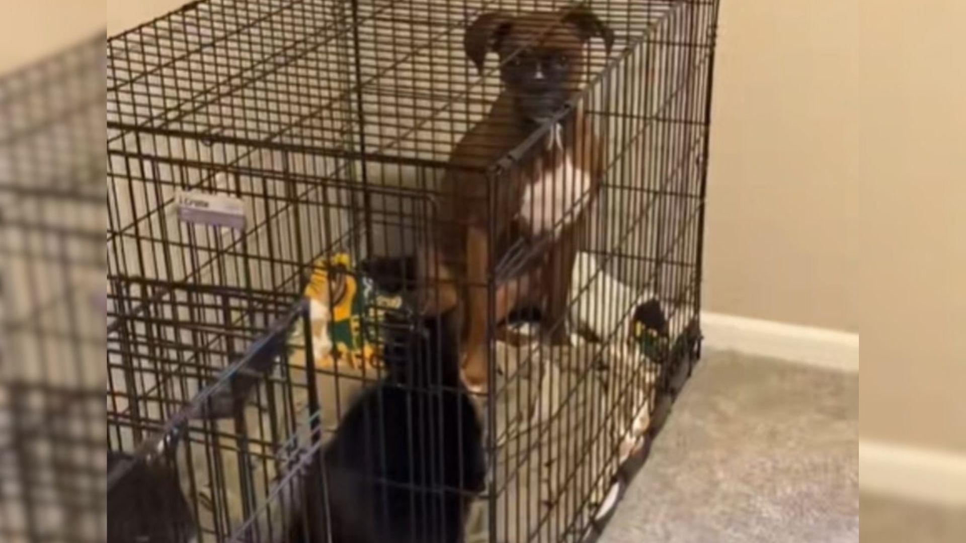 dog in cage
