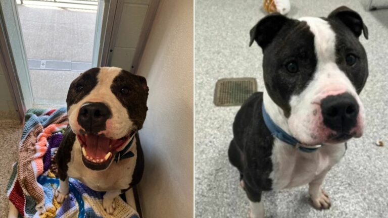sweet dog in shelter