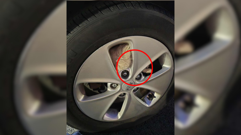 animal hiding in tire