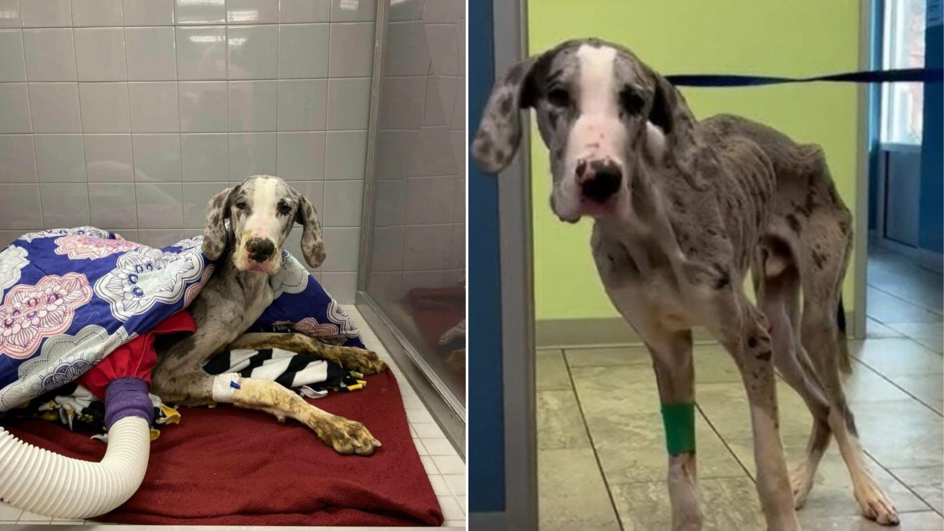 very skinny dog