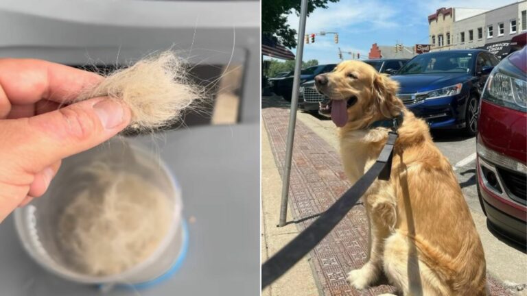 sweet Golden Retriever