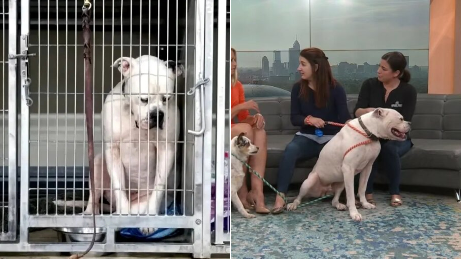 sad shelter dog