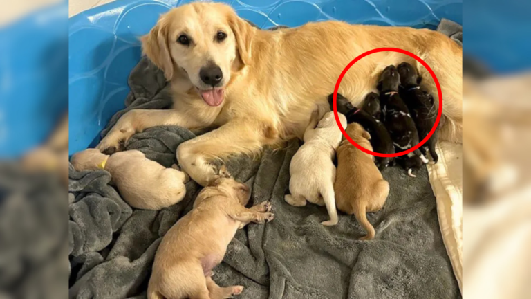 dog with puppies