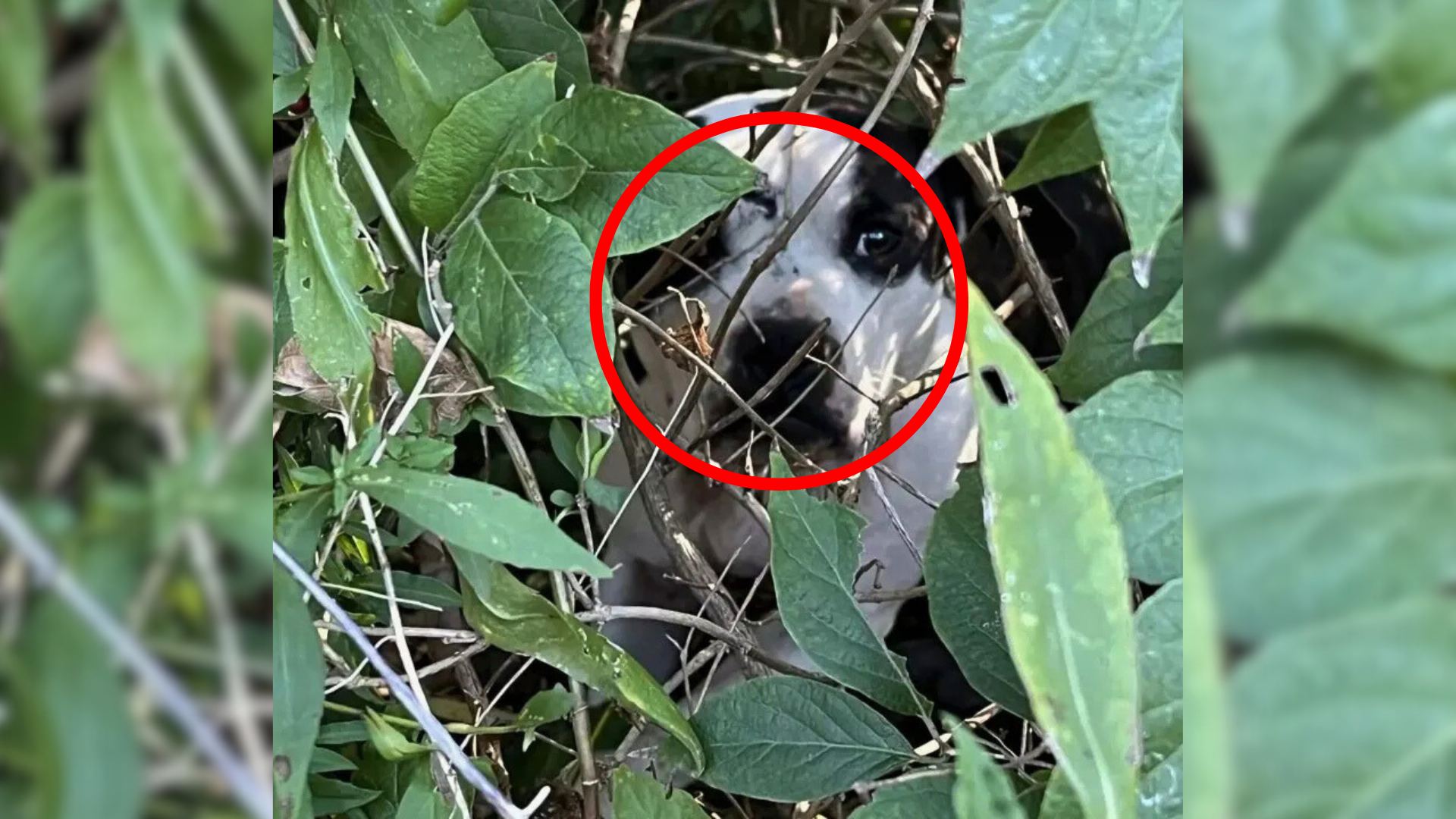 dog hiding in bush