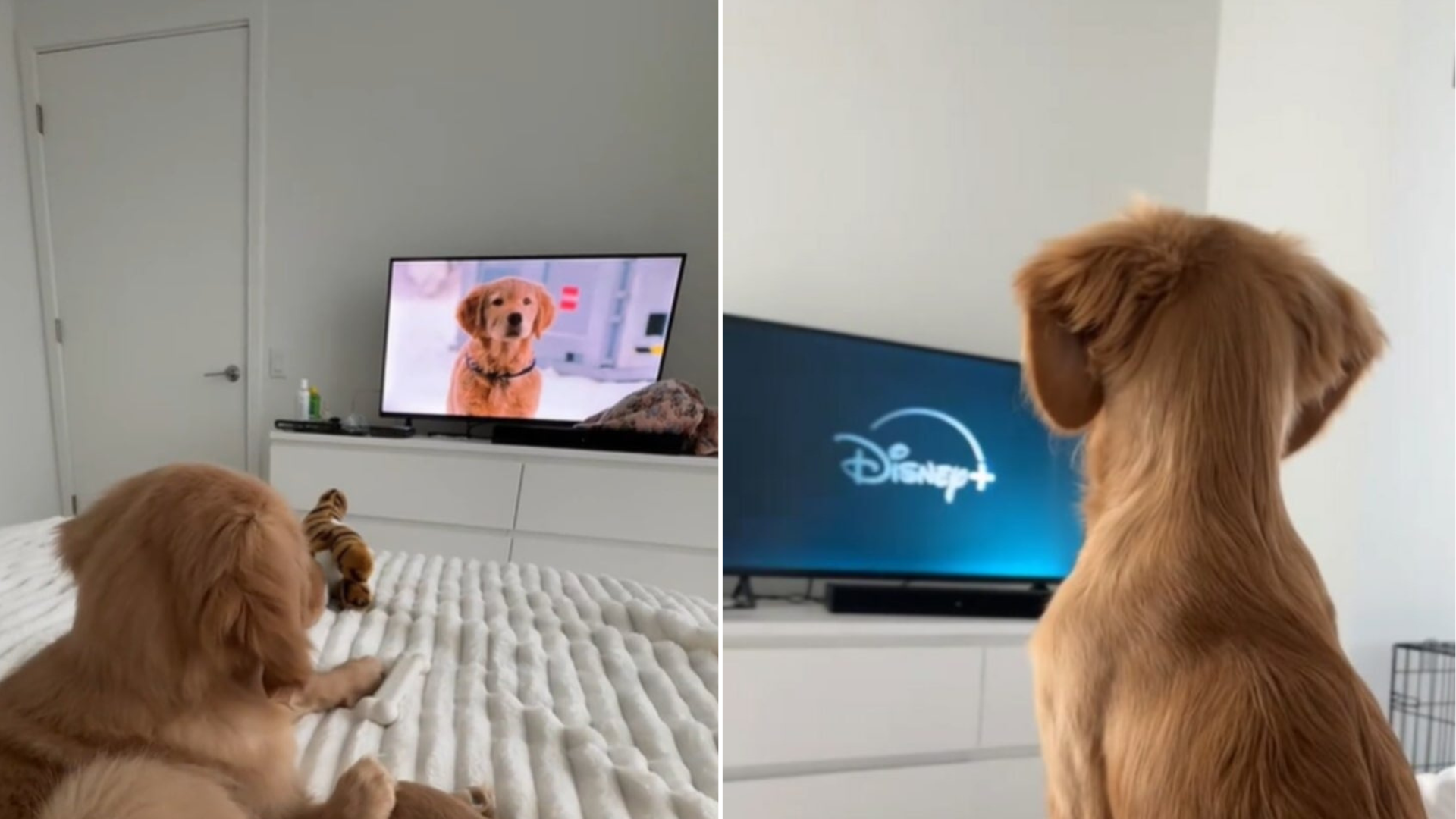 dog watching tv