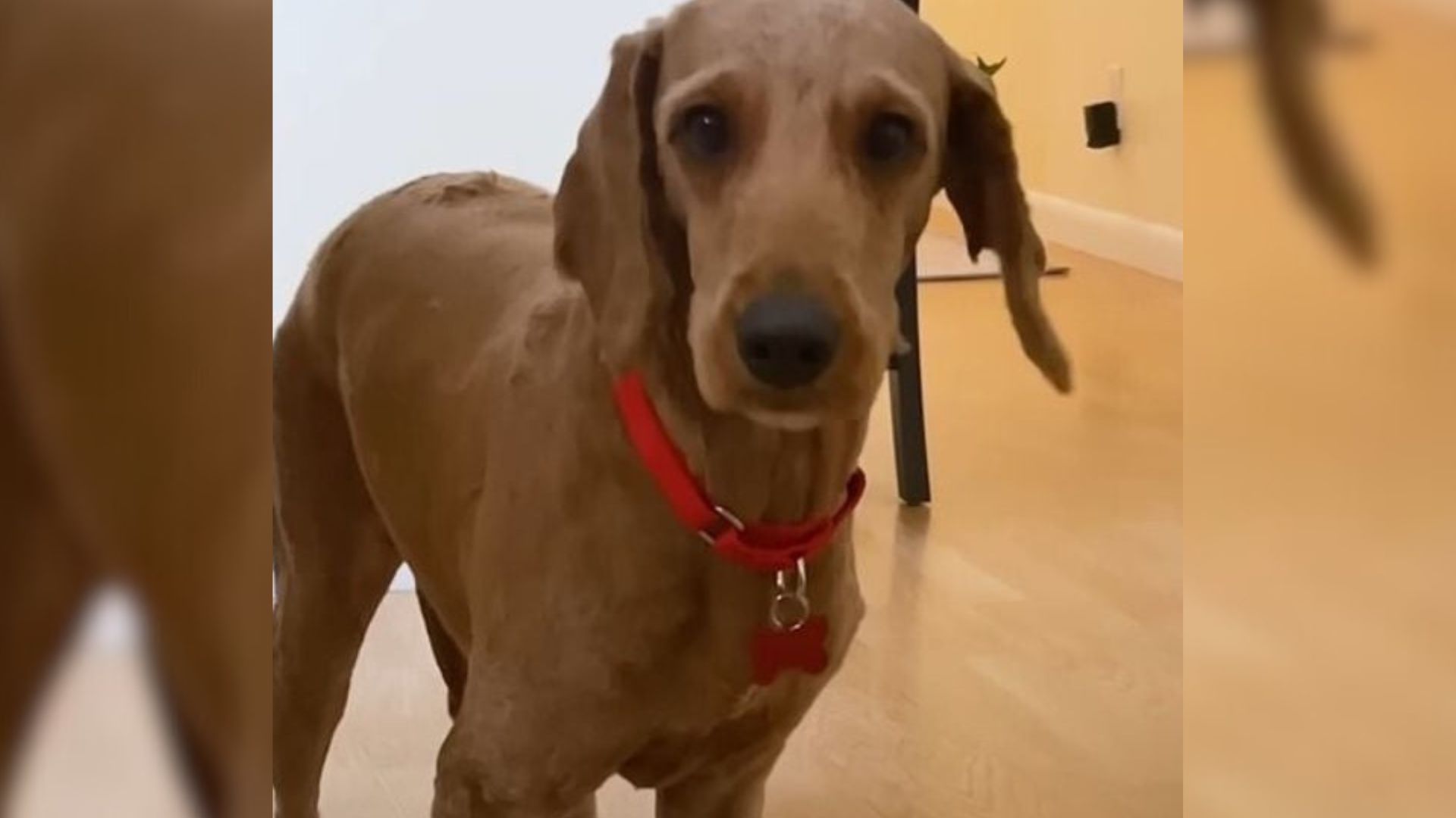 Iowa Dog Who Once Knew Only Fear Discovers Soft Blankets, Play, And A Reason To Smile