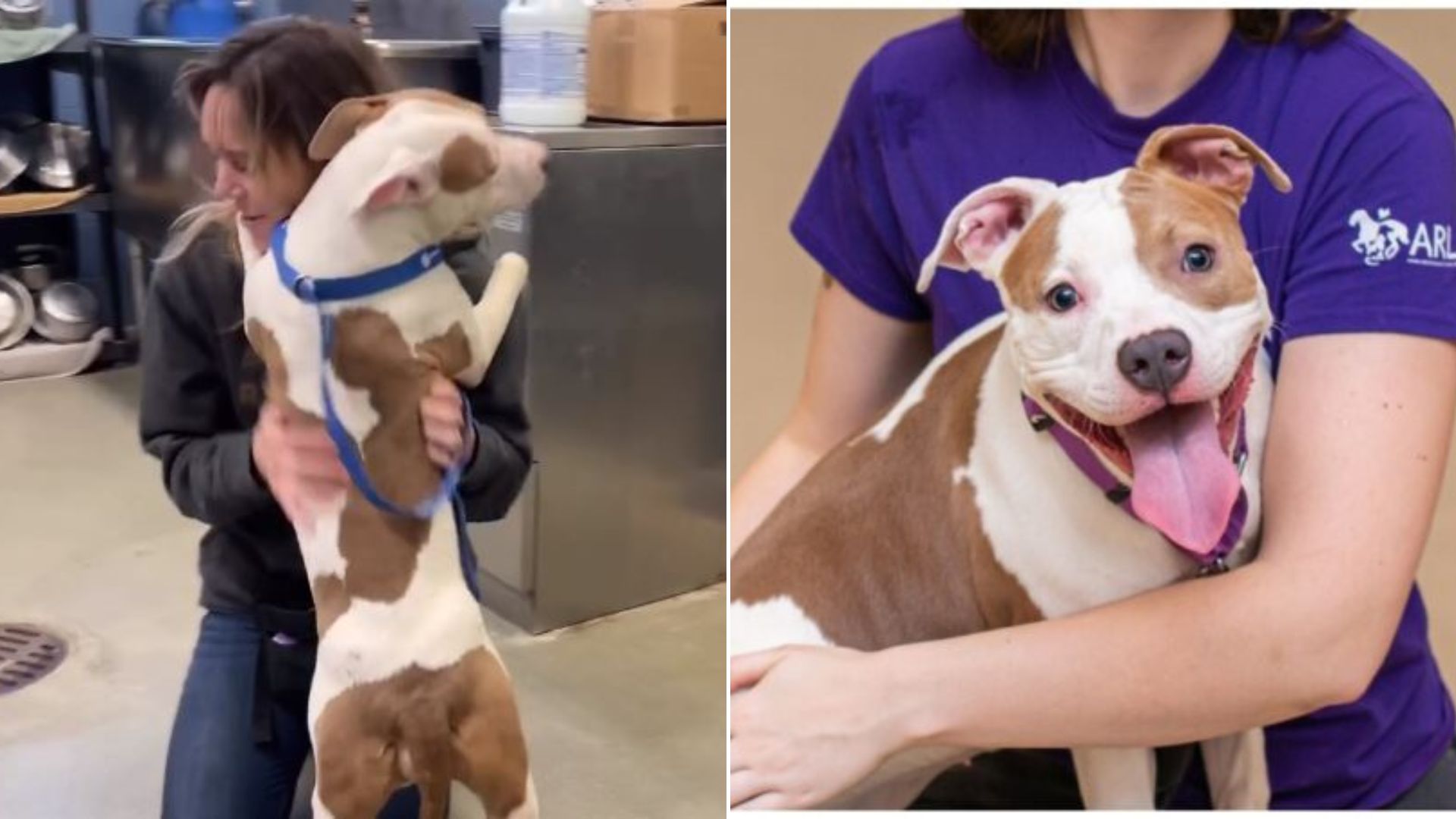 woman hugging a dog