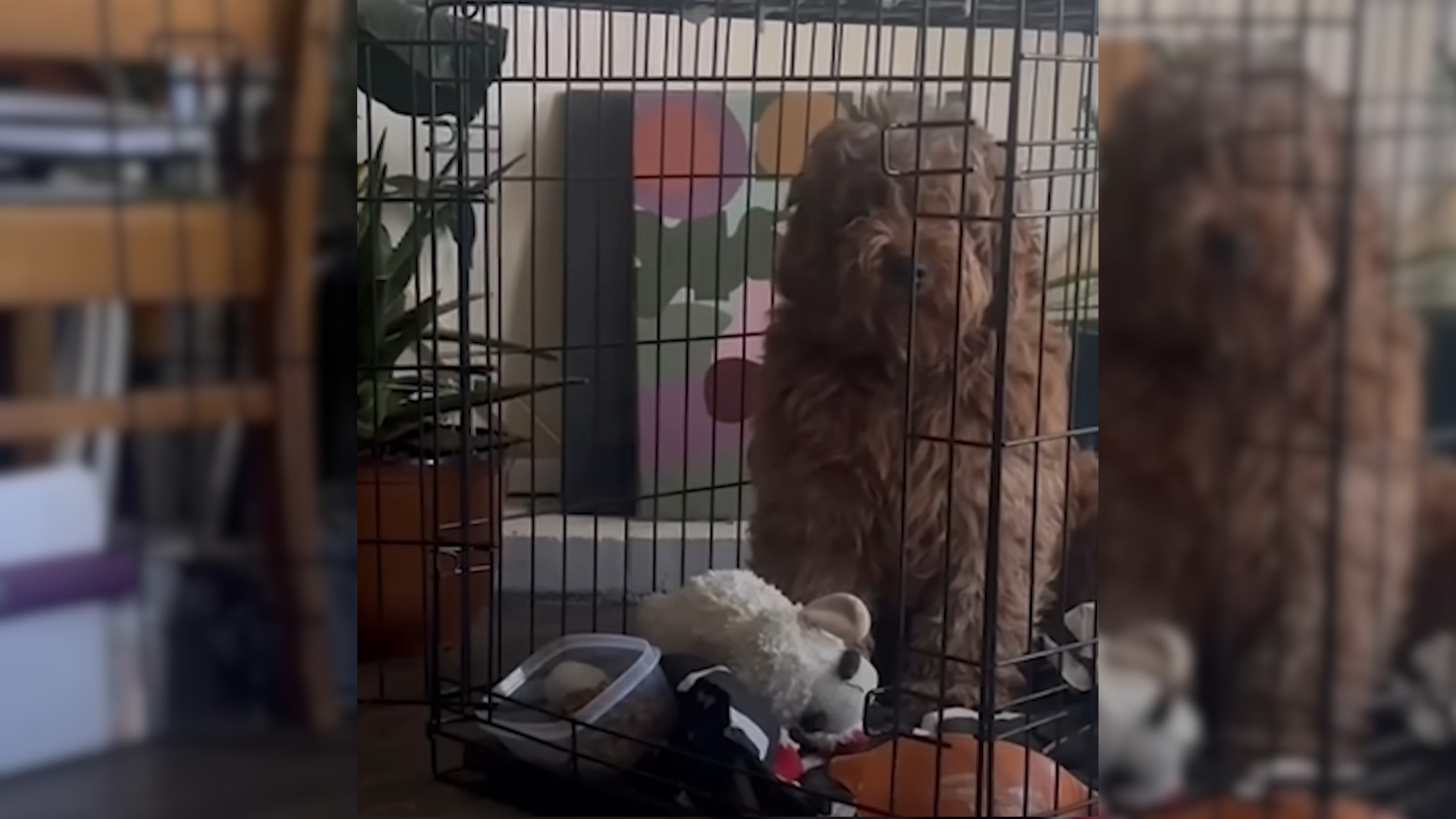 dog in crate