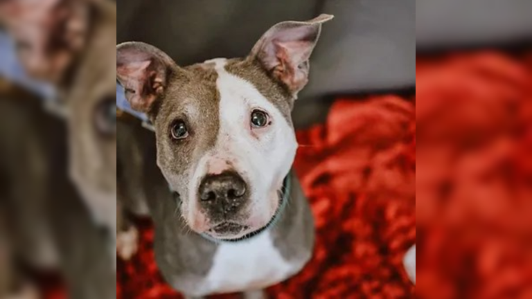 dog on red blanket