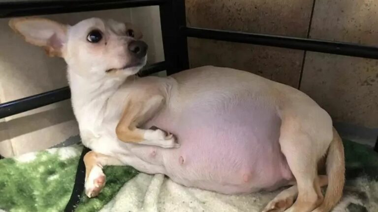 pregnant chihuahua