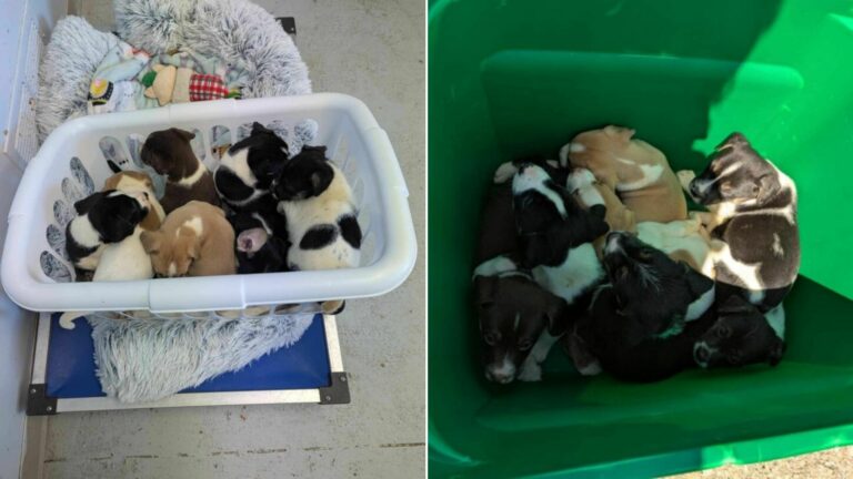 abandoned puppies