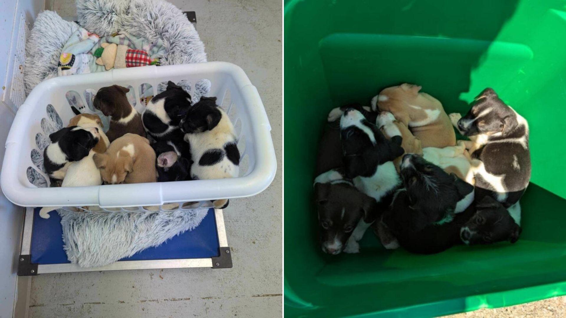 abandoned puppies