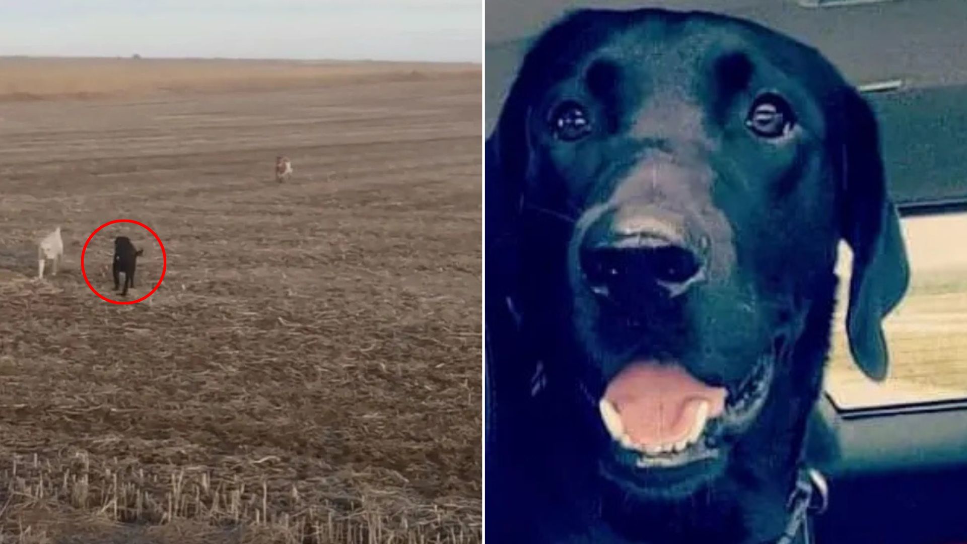 dogs on field