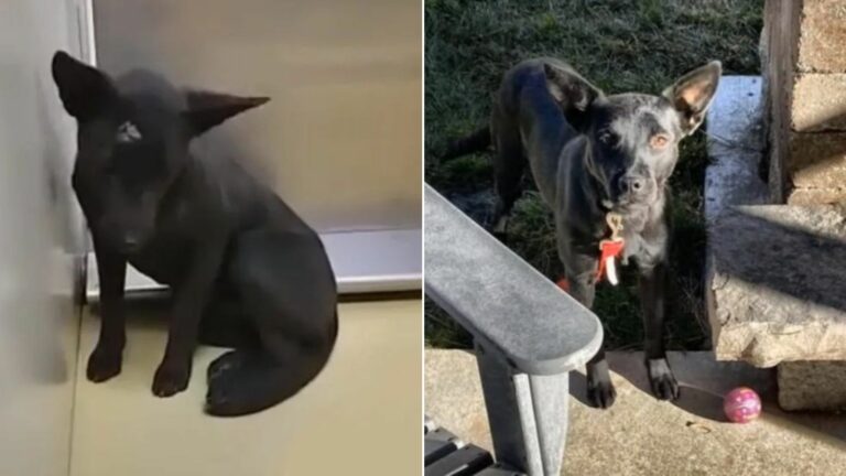 sad black dog