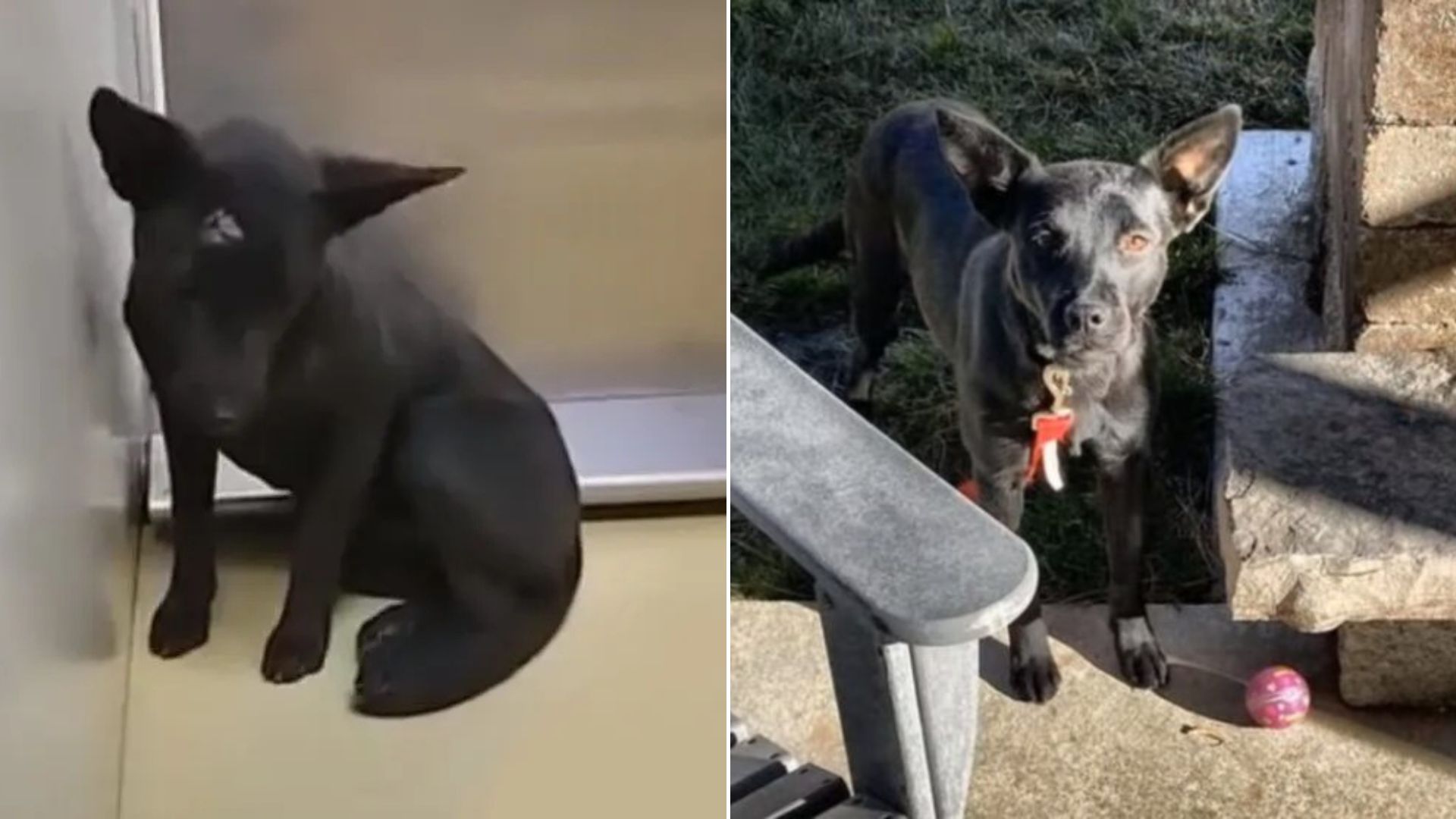 sad black dog