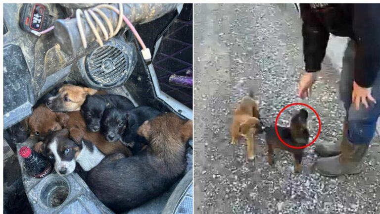 tiny puppies