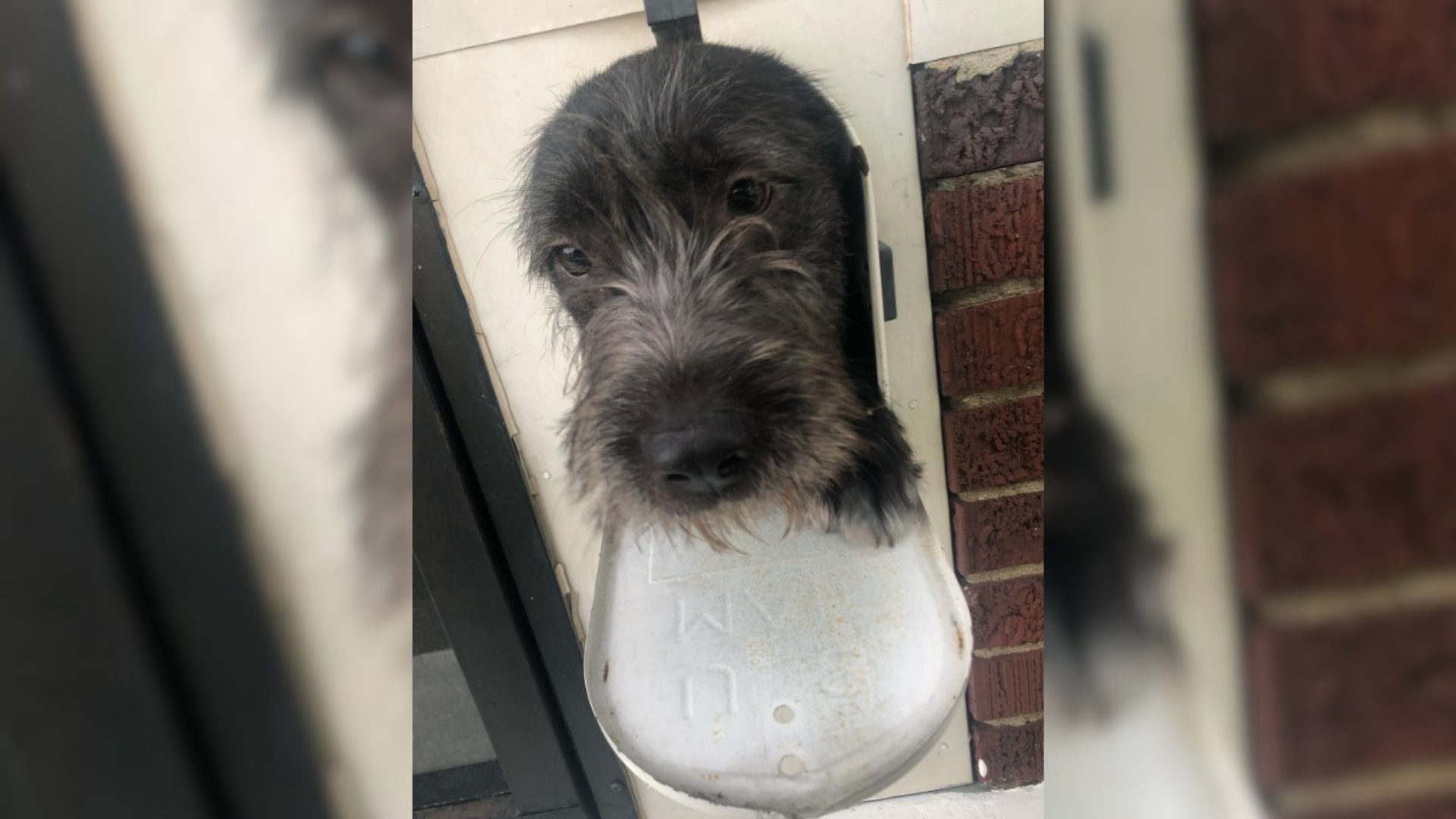 dog stuck head in mailbox