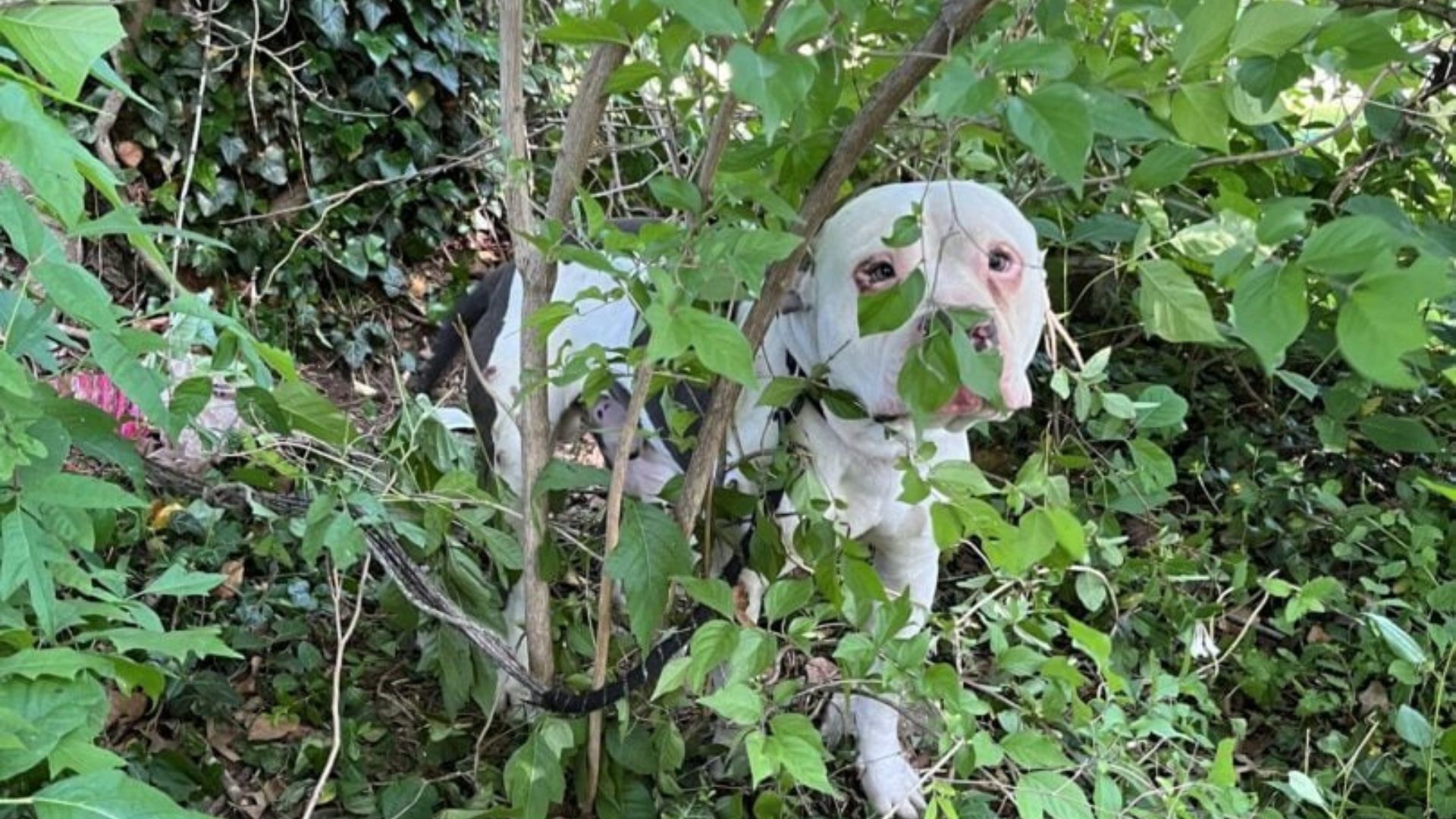 dog in bush