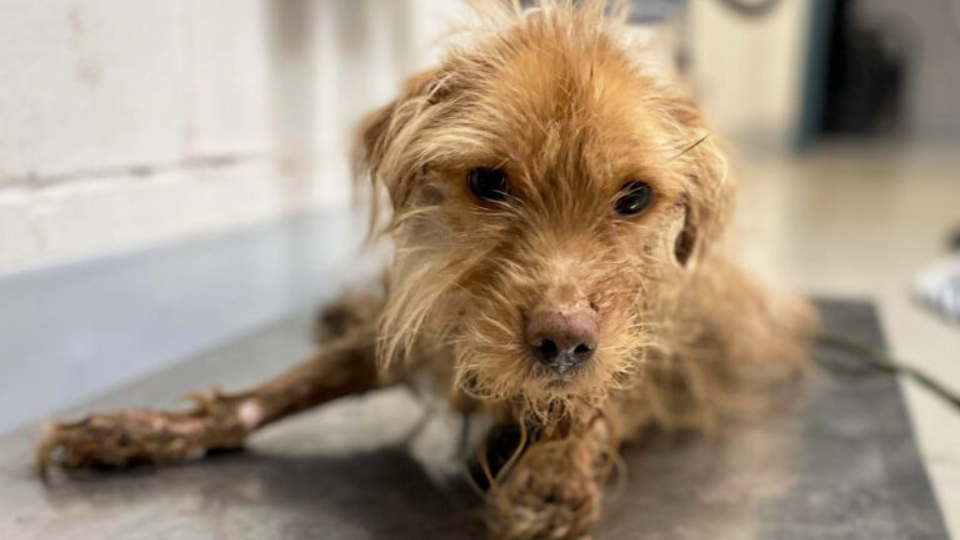 small dog in bad condition