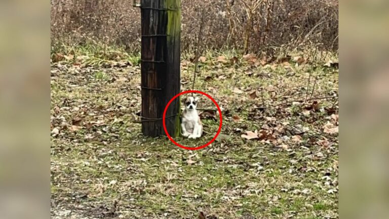 dog near tree