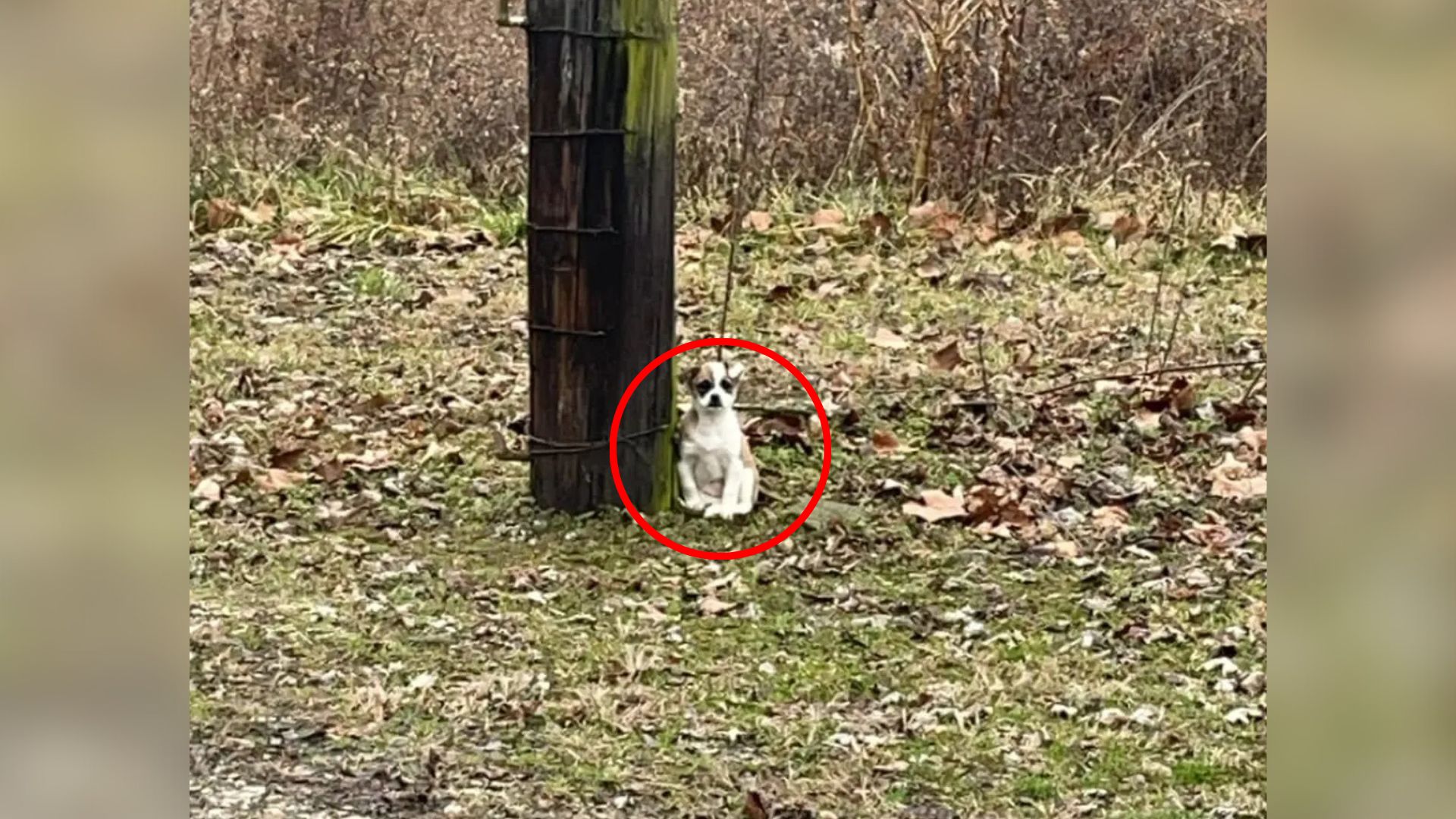 dog near tree