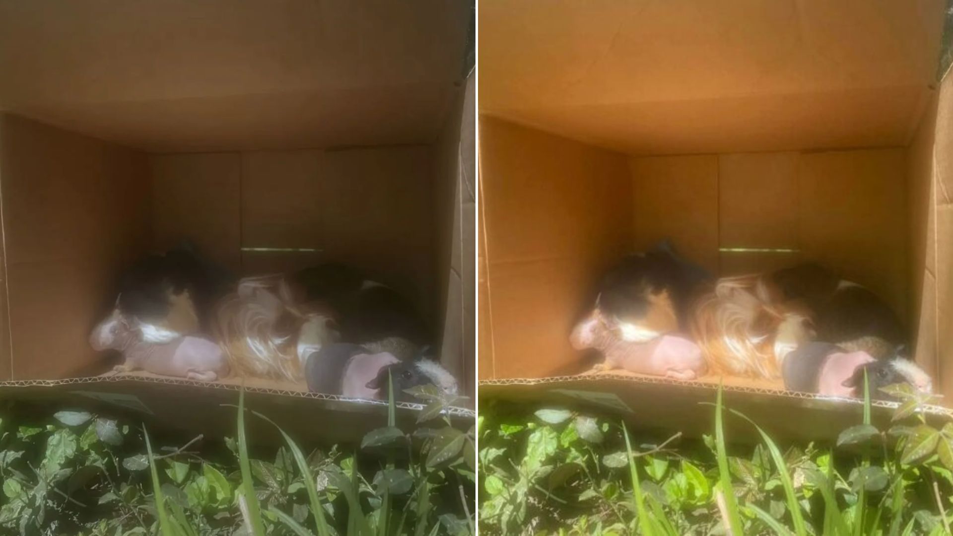 animals in cardboard box