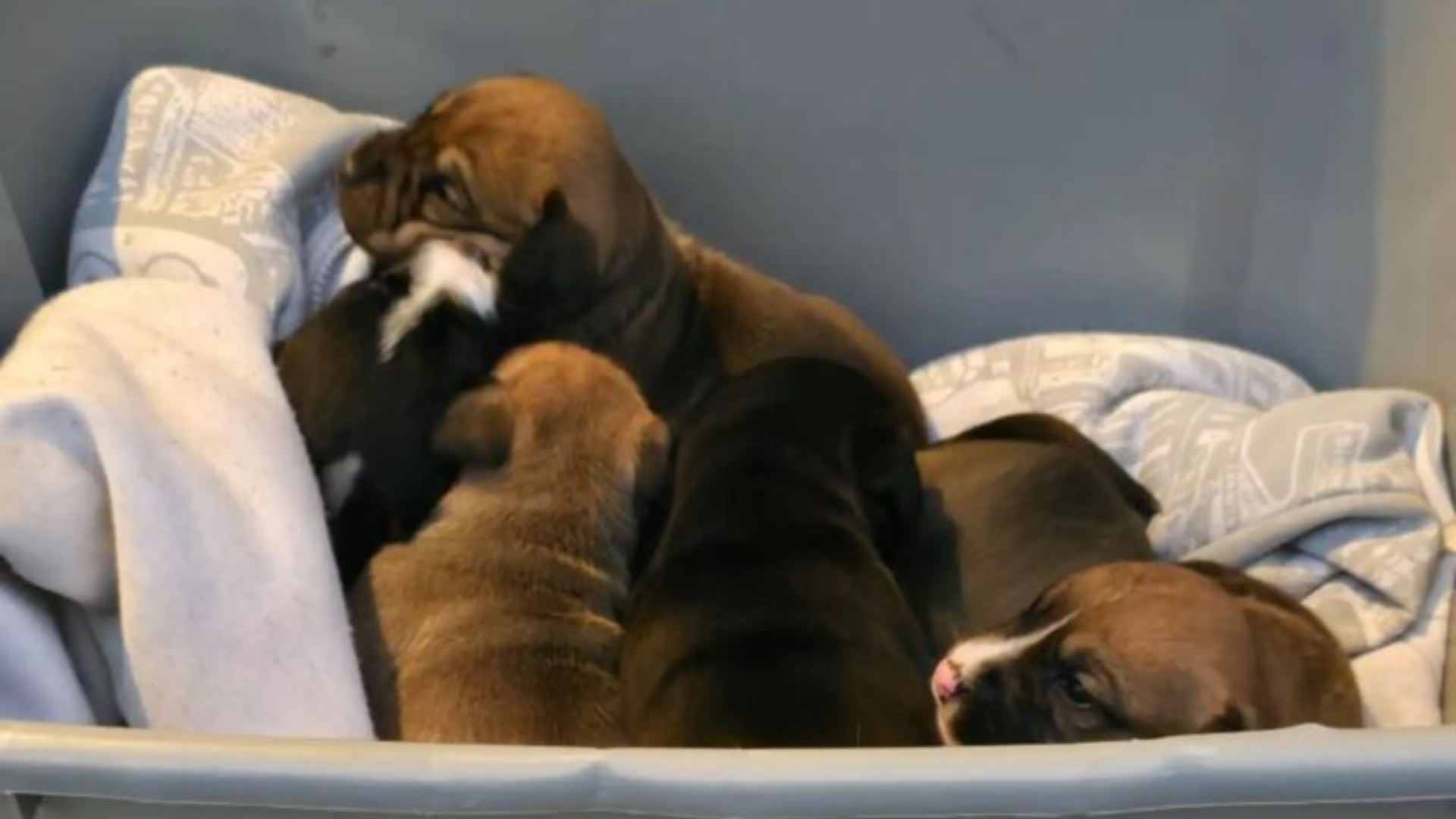 puppies in box