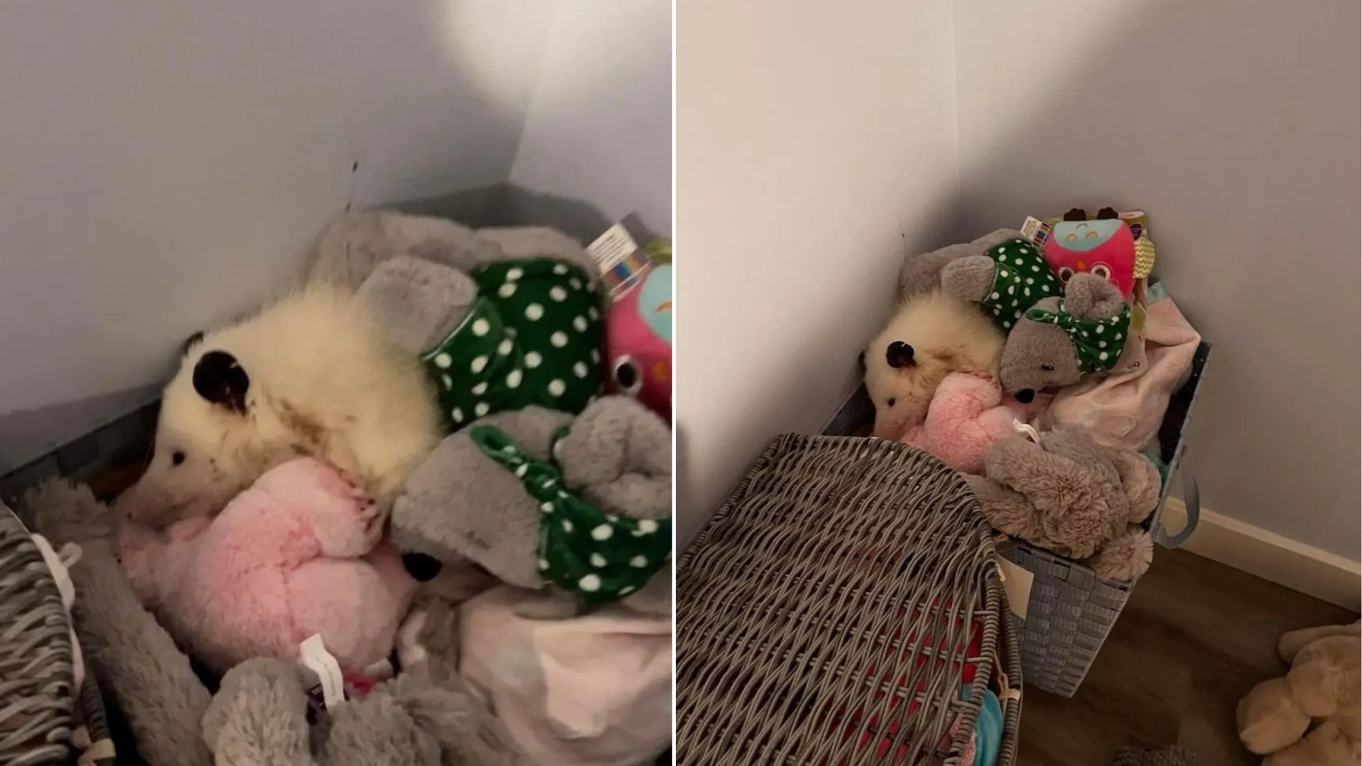 animal in toys