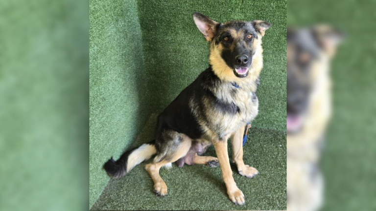 german shepherd dog