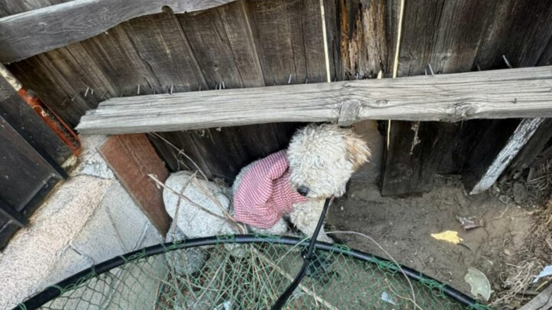 stray dog in pink dress