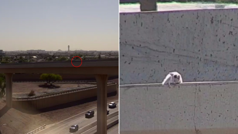 cat stuck on highway
