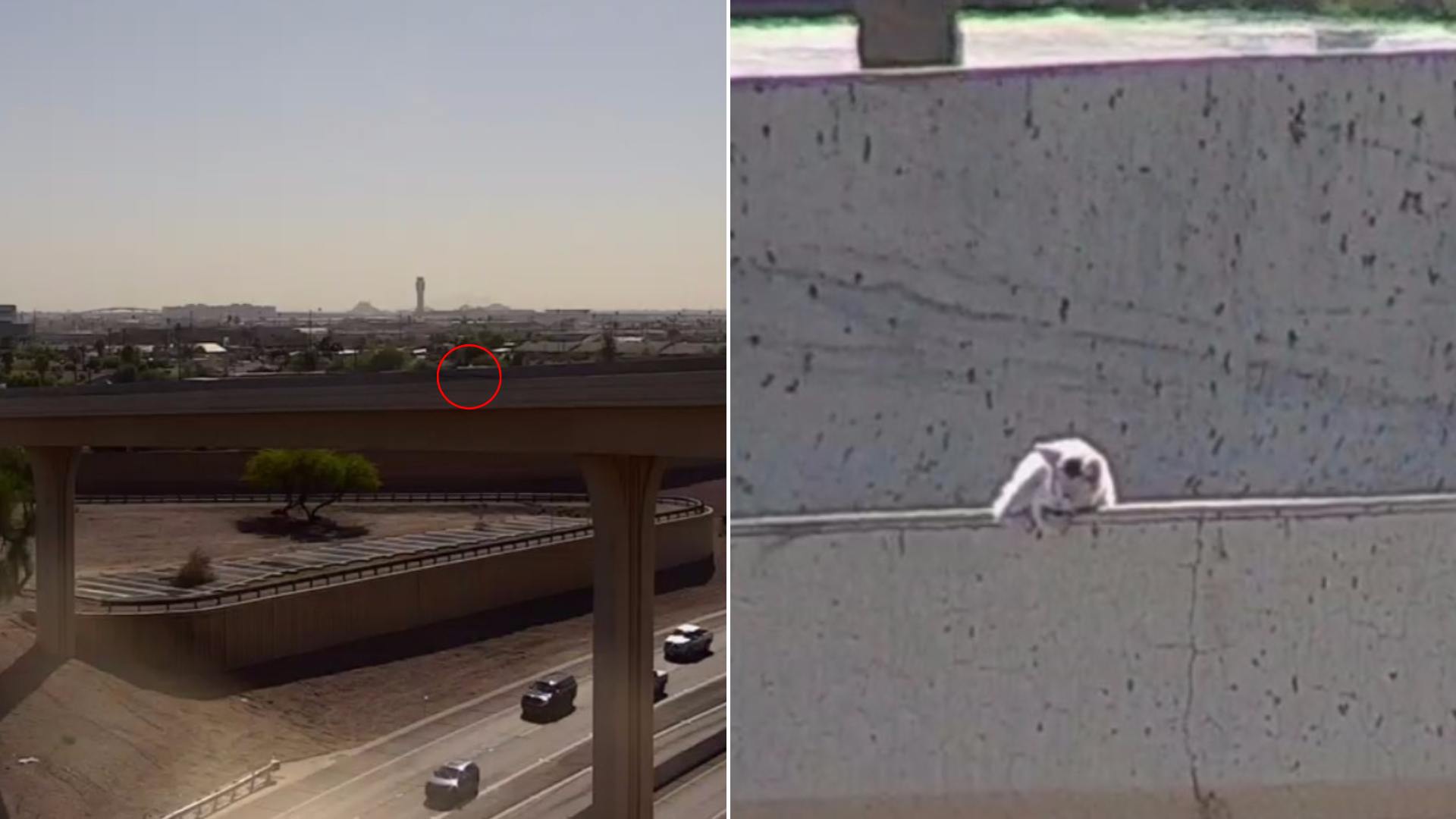 cat stuck on highway