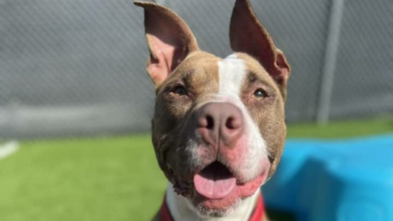 dog with floppy ears