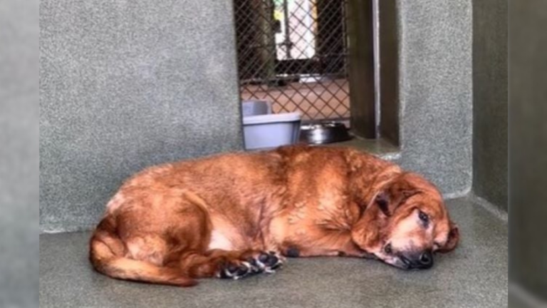 sad dog in shelter