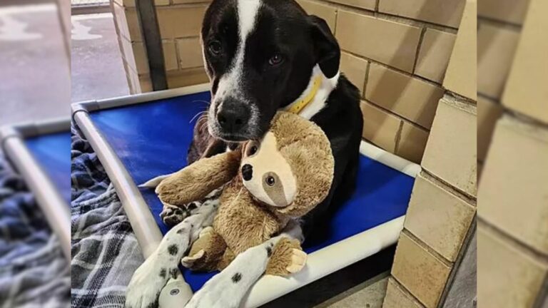 dog and toy