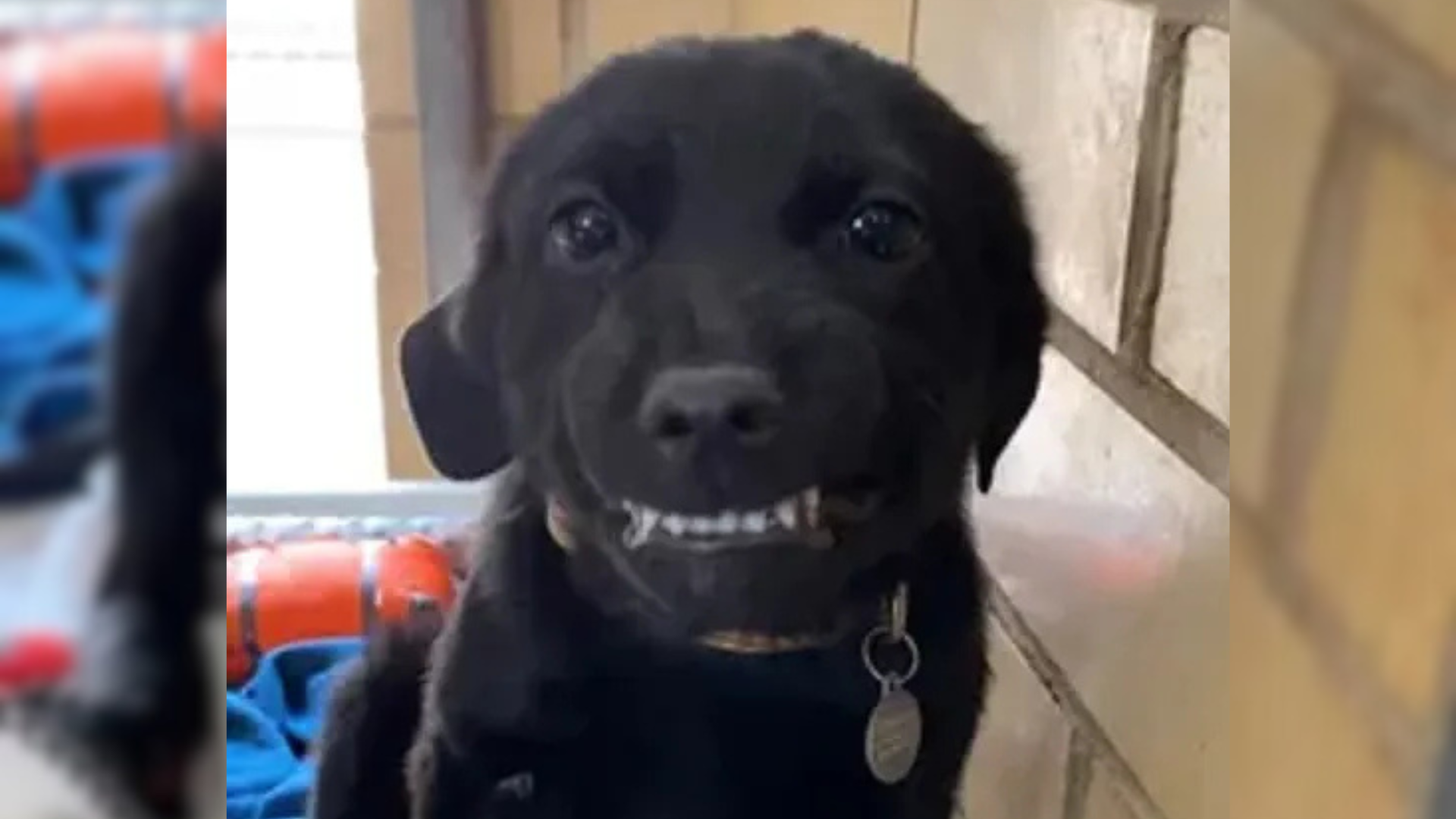 dog with toothy smile