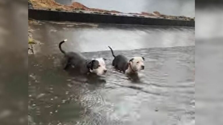 two stranded Pit Bulls