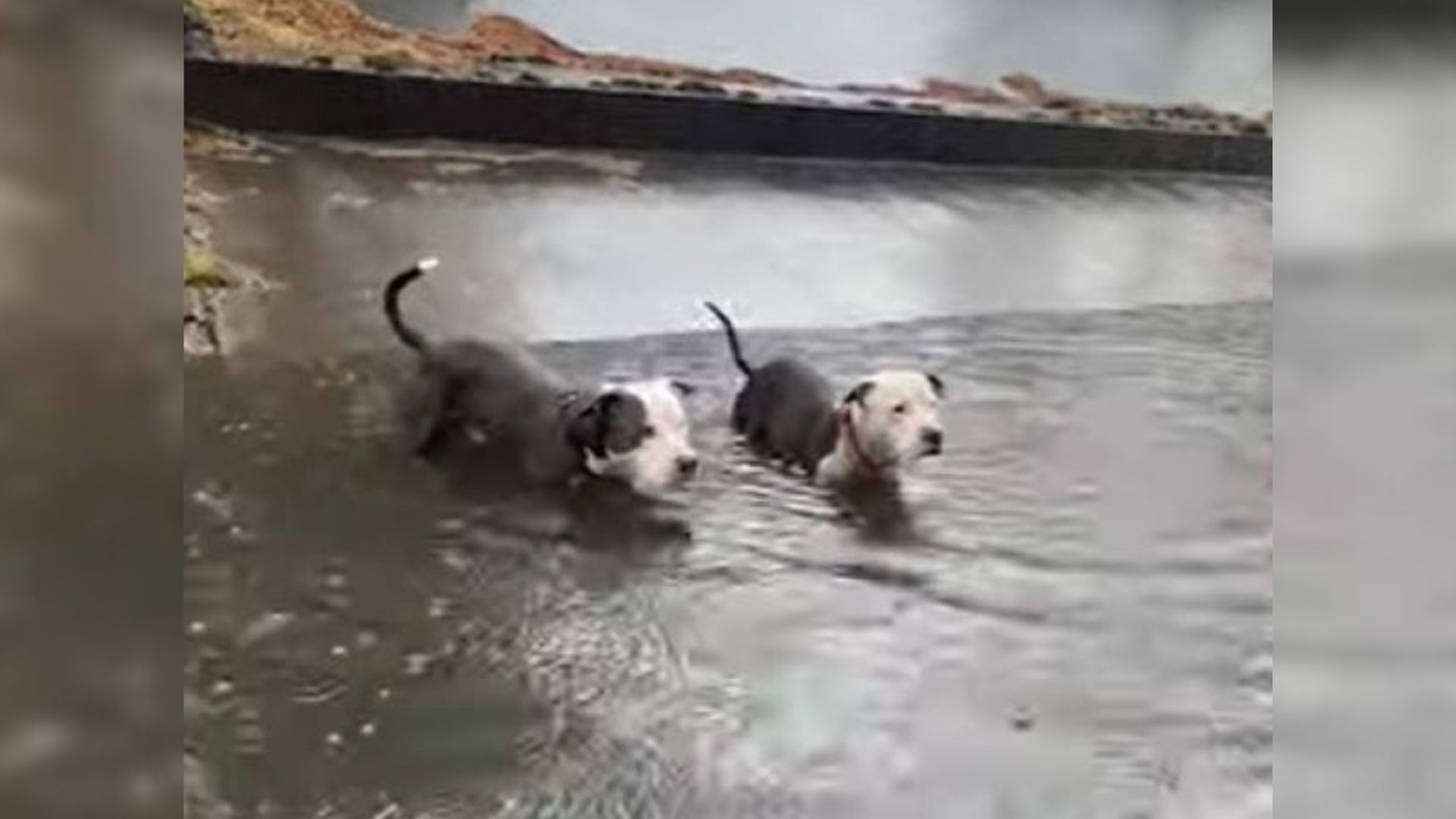 two stranded Pit Bulls