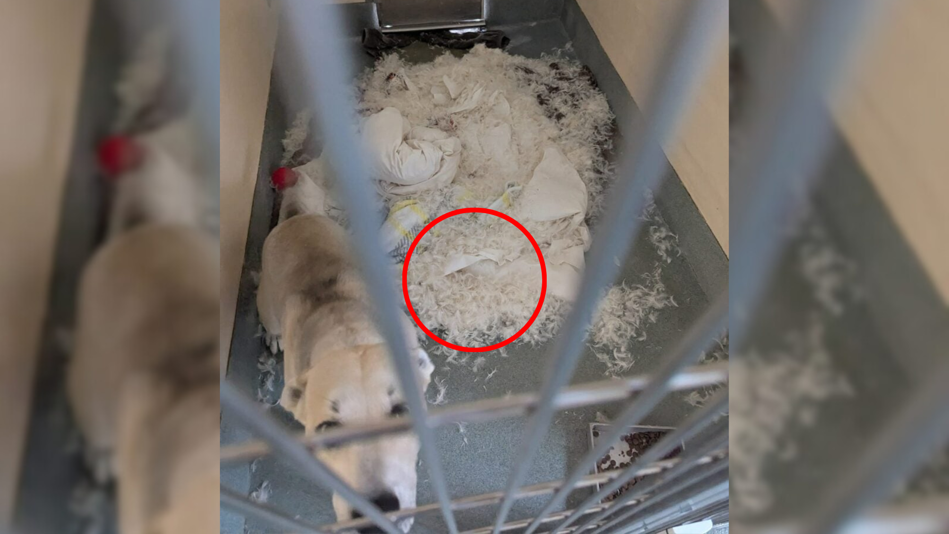 dog destroyed pillow