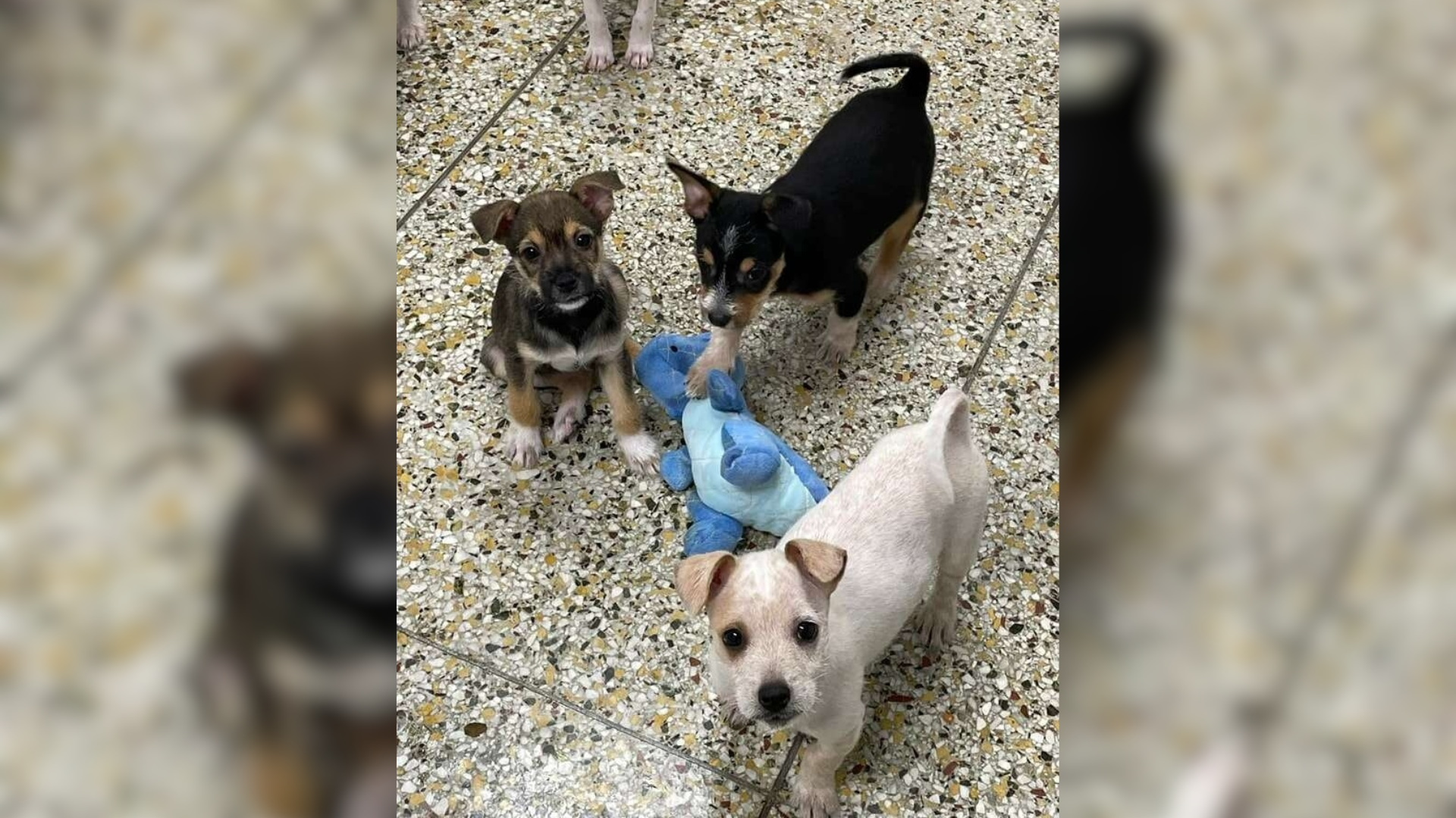 three small dogs
