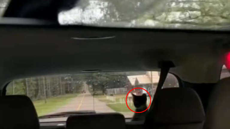 cat in car