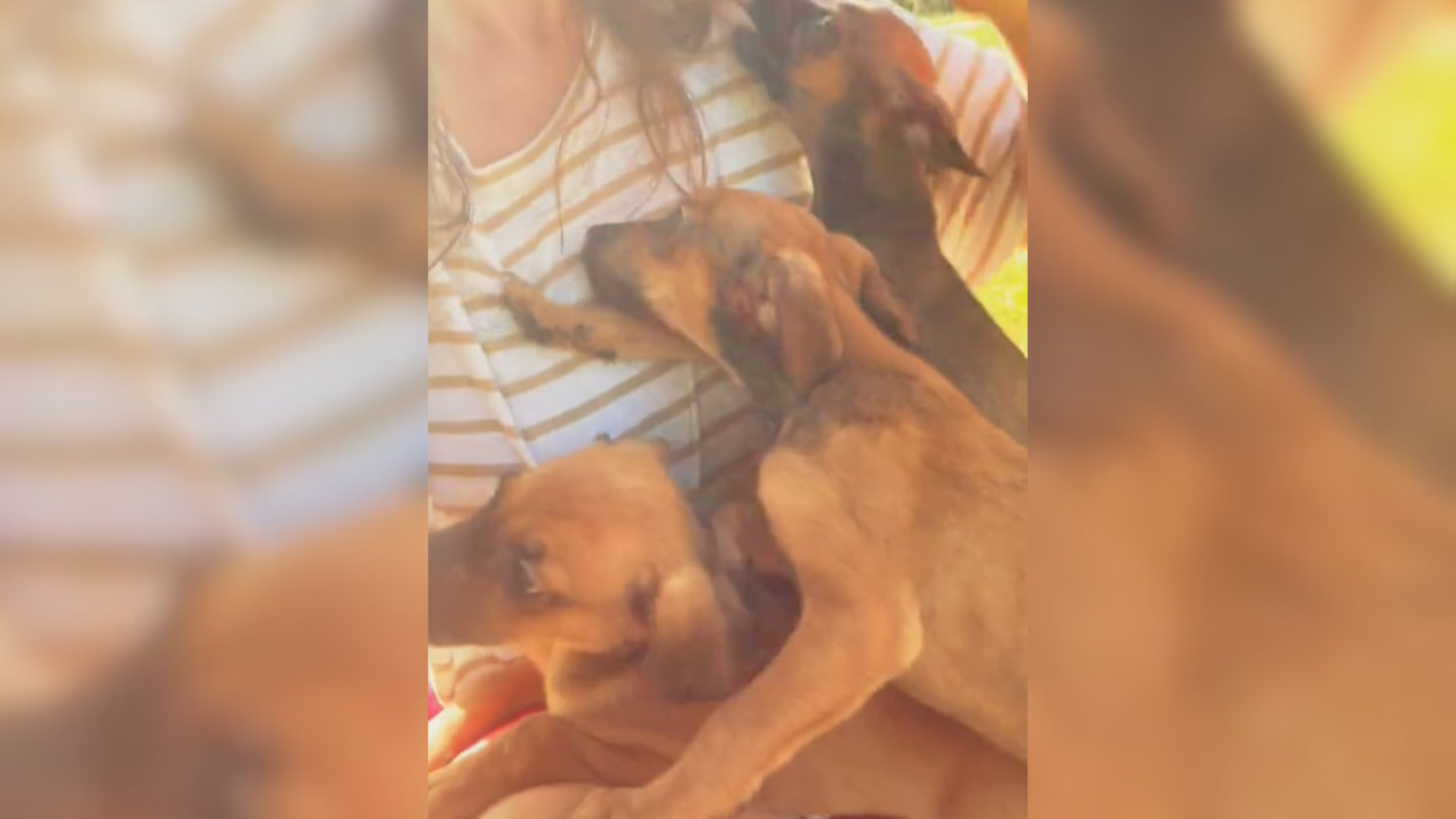 woman with puppies