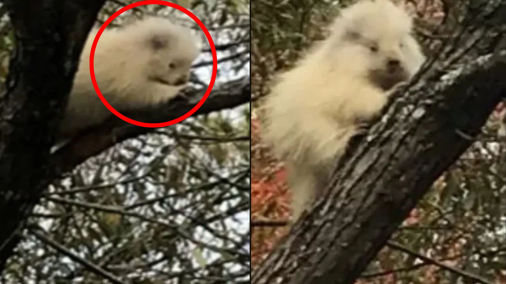rare animal on tree