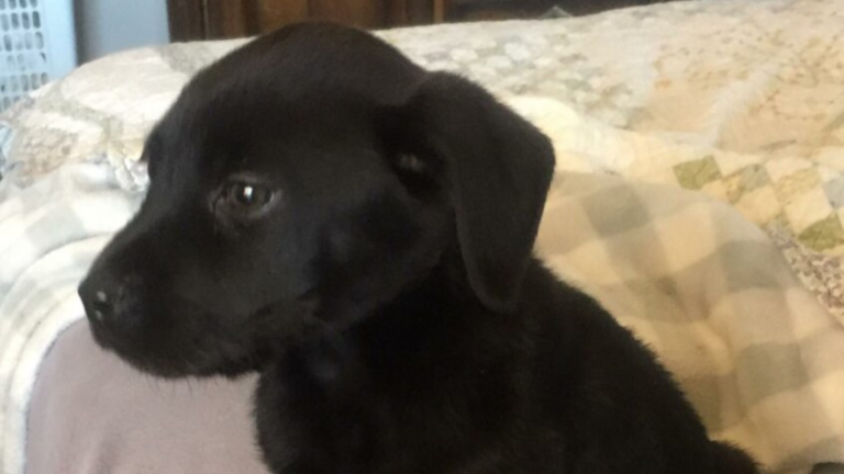 black puppy