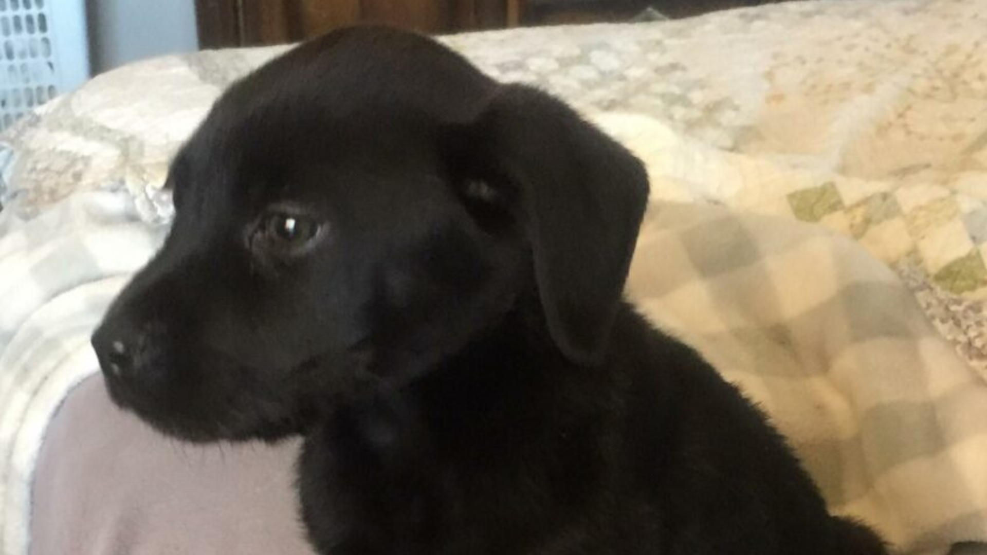 black puppy