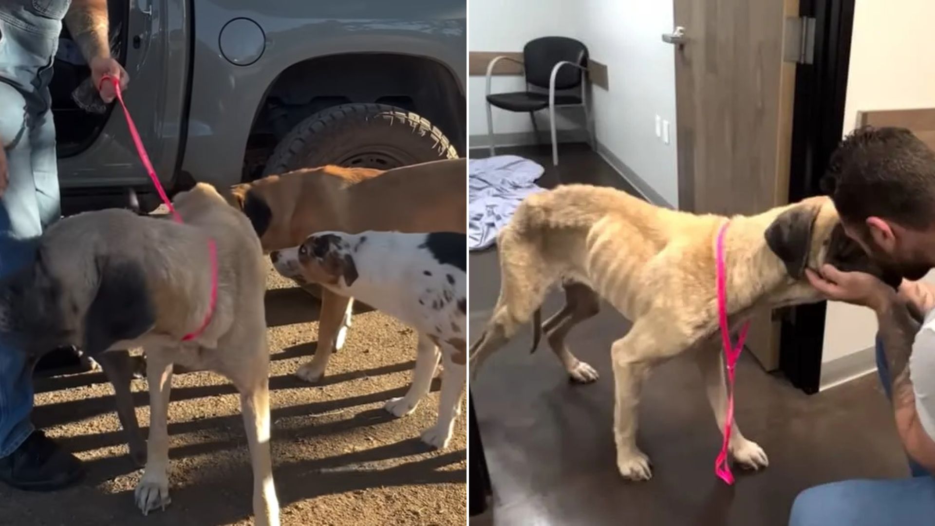 very skinny dog