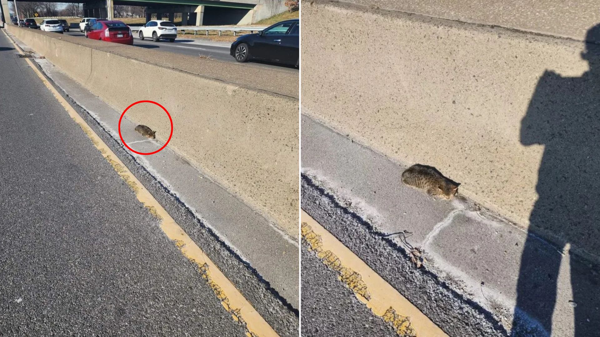 tiny kitten on road